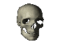 skull